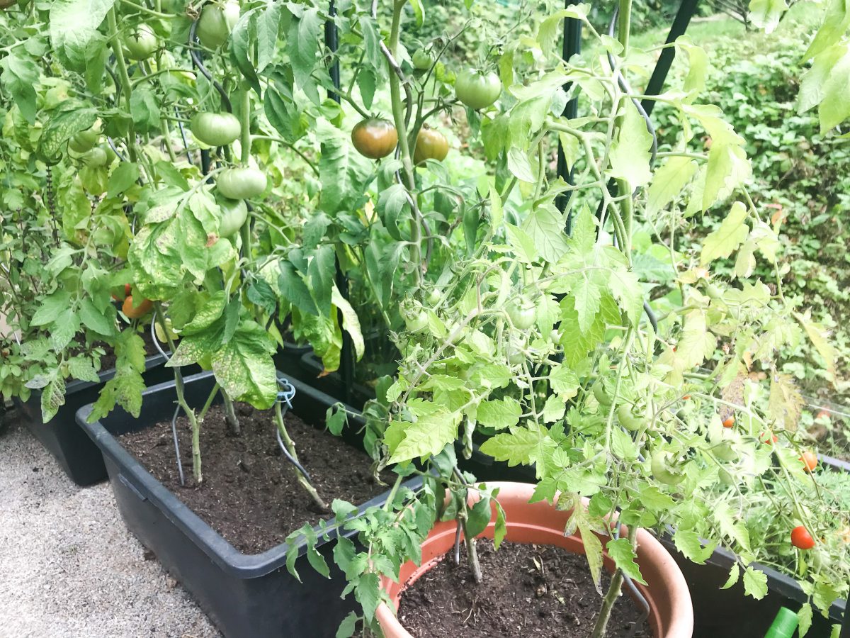 Viele Tomatenpflanzen in Kübeln, einige Tomaten noch grün, ein paar schon rot.